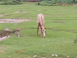 The horse grazing in a field adjacent to school in Phulia colony