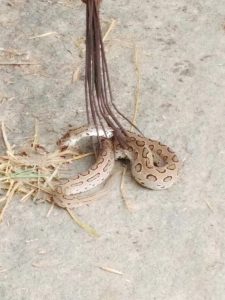 A Russel's Viper (Chandrabora) killed by villagers recently in Sutro