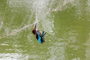 A kingfisher trapped in a net over a pond in Santipur