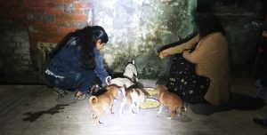 Feast on road for puppies