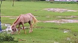 The stray horse that went amok biting several people in Phulia colony. Picture NfN