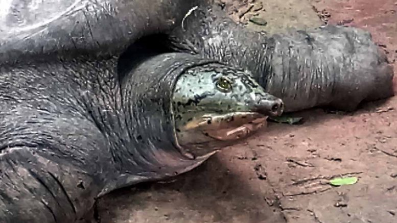 The tortoise which was trapped in fishing net in Tehatta