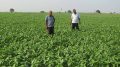 The busy hybrid mustard plants in Nadia