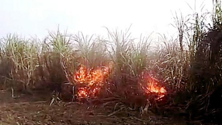 Sugarcane plants set on fire in Nakashipara