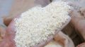 Rotten rice at a ration shop in Karimpur