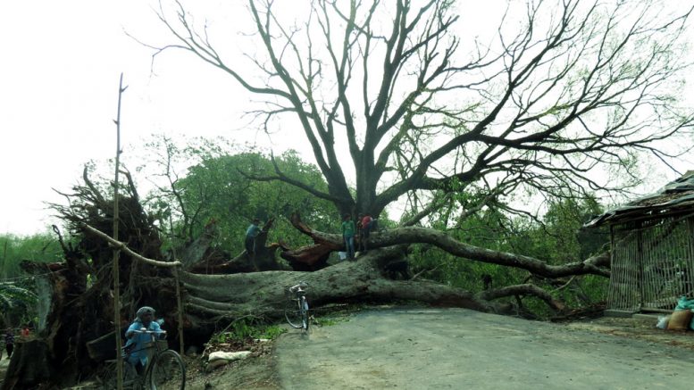 A Pakur tree uprooted due to hailstorm on Karimpur-Domkol road blocking traffic movement.