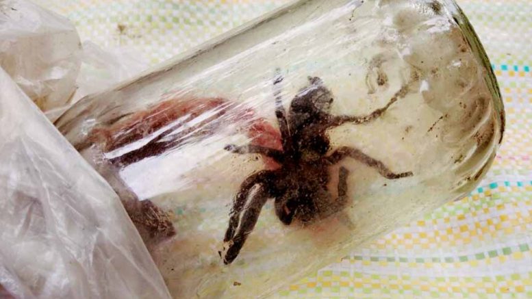 The tarantula kept inside a glass made bottle