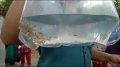 Guppy fish being taken for release in pond