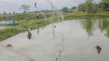Dead birds entangled with fishing-net hanging over a pond in Santipur.