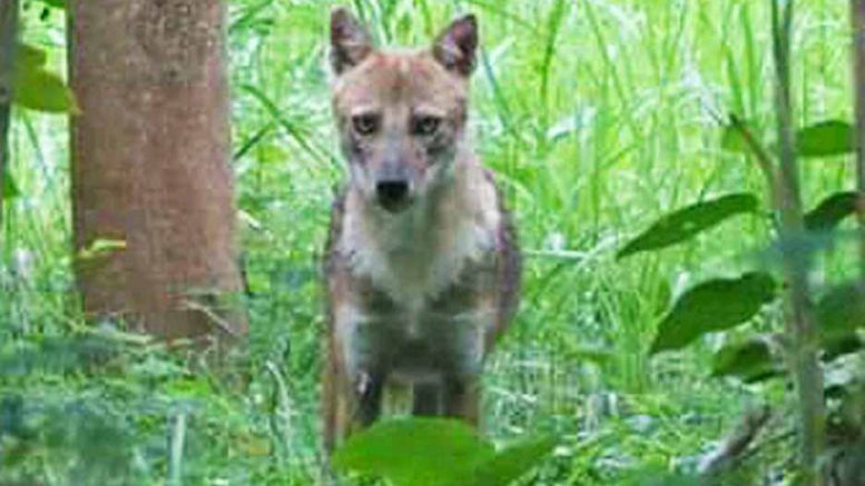 The jackal that attacked the villagers