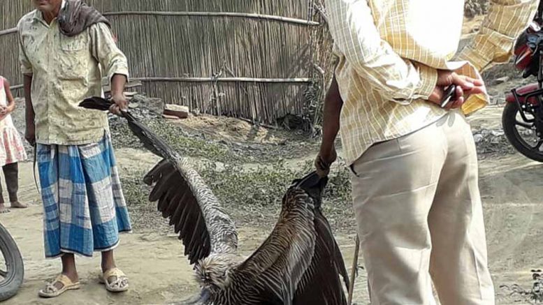 The injured griffon vulture being taken away