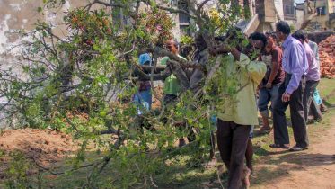A neem tree being taken for transplantation
