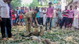 An official of state forest department examining body of langur in Santipur